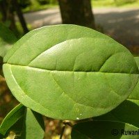 Gmelina philippensis Cham.